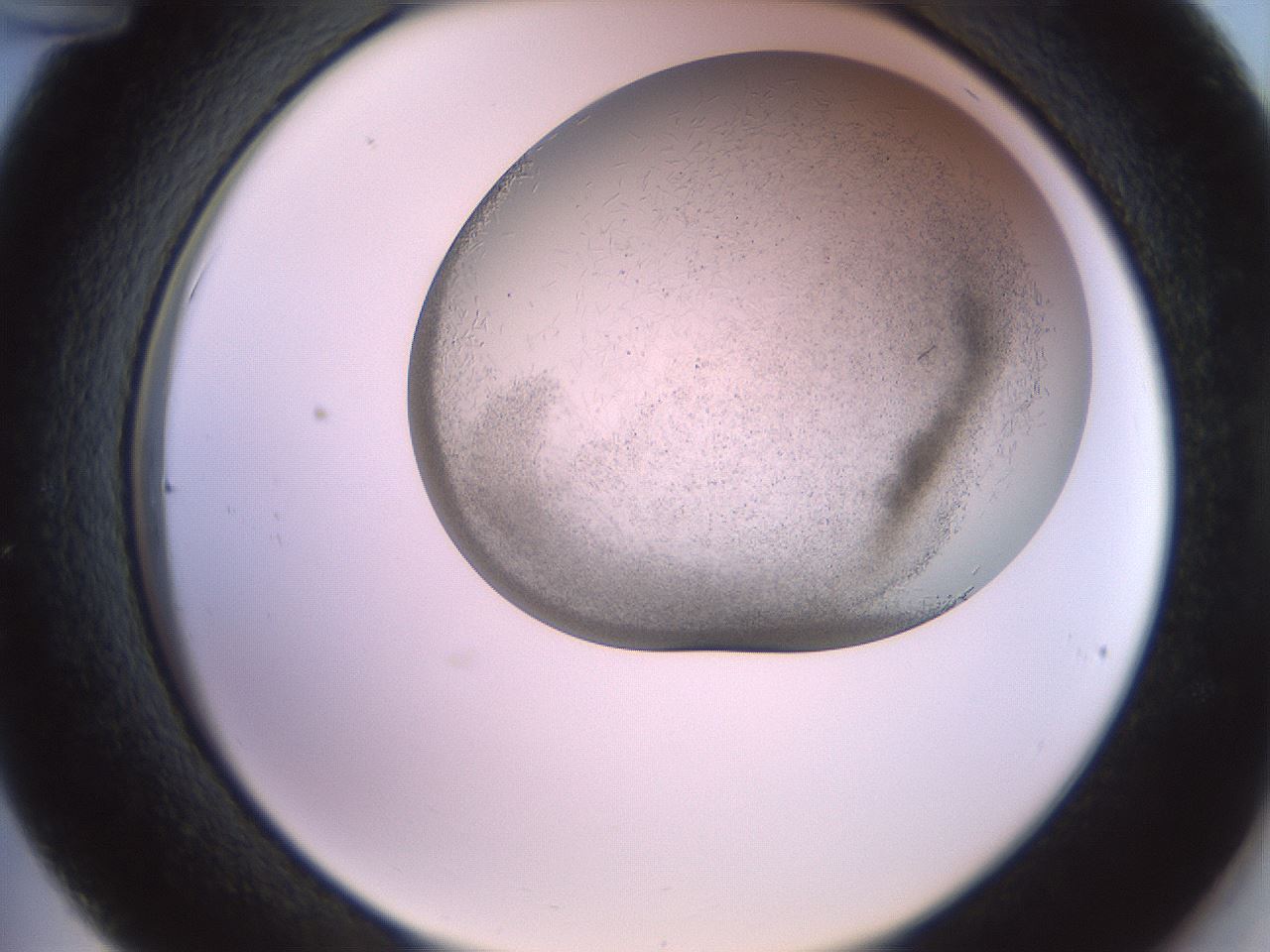 folderID559_plateID2559_batchID12940_wellNum36_profileID1_d2_r196016_ef.jpg