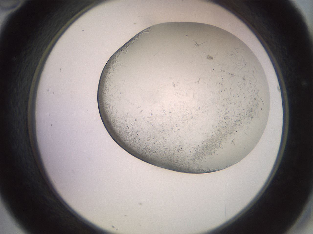 folderID559_plateID2559_batchID12940_wellNum46_profileID1_d2_r196036_ef.jpg