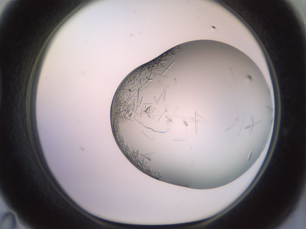 folderID559_plateID2559_batchID12940_wellNum47_profileID1_d1_r196037_ef.jpg