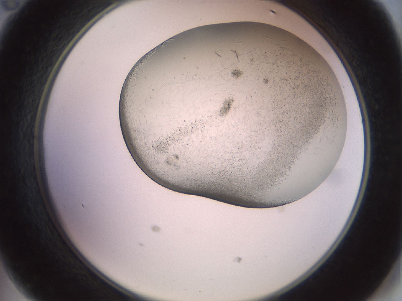 folderID559_plateID2559_batchID12940_wellNum47_profileID1_d2_r196038_ef.jpg