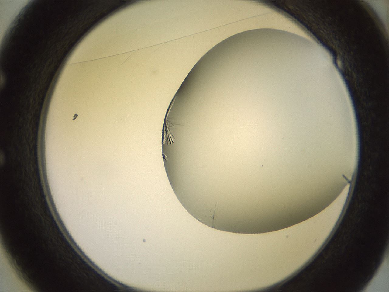 folderID559_plateID2559_batchID12940_wellNum49_profileID1_d1_r196041_ef.jpg