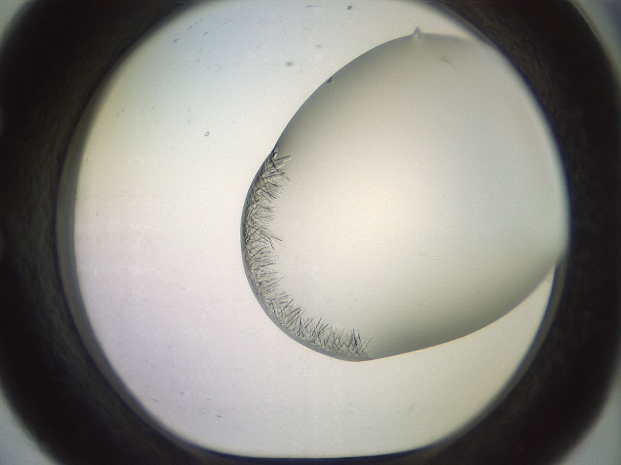folderID559_plateID2559_batchID12940_wellNum56_profileID1_d1_r196055_ef.jpg