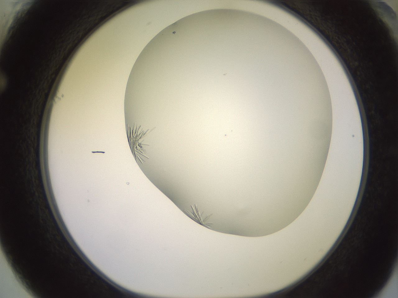 folderID559_plateID2559_batchID12940_wellNum61_profileID1_d1_r196065_ef.jpg