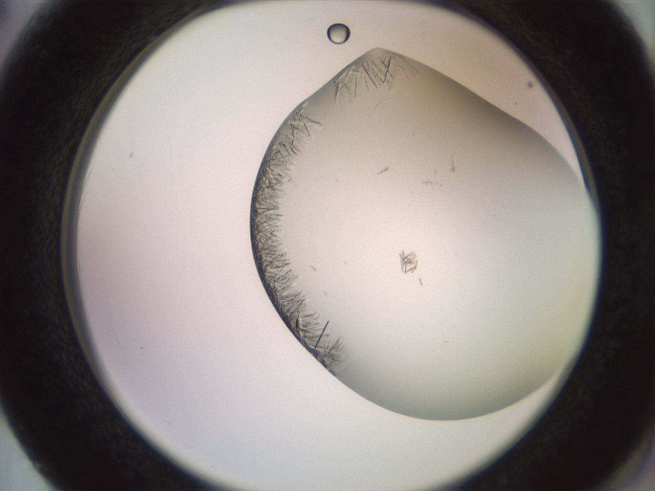 folderID559_plateID2559_batchID12940_wellNum62_profileID1_d2_r196068_ef.jpg