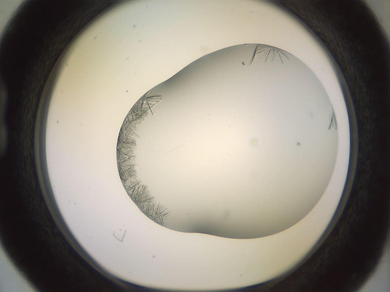 folderID559_plateID2559_batchID12940_wellNum16_profileID1_d1_r195975_ef.jpg