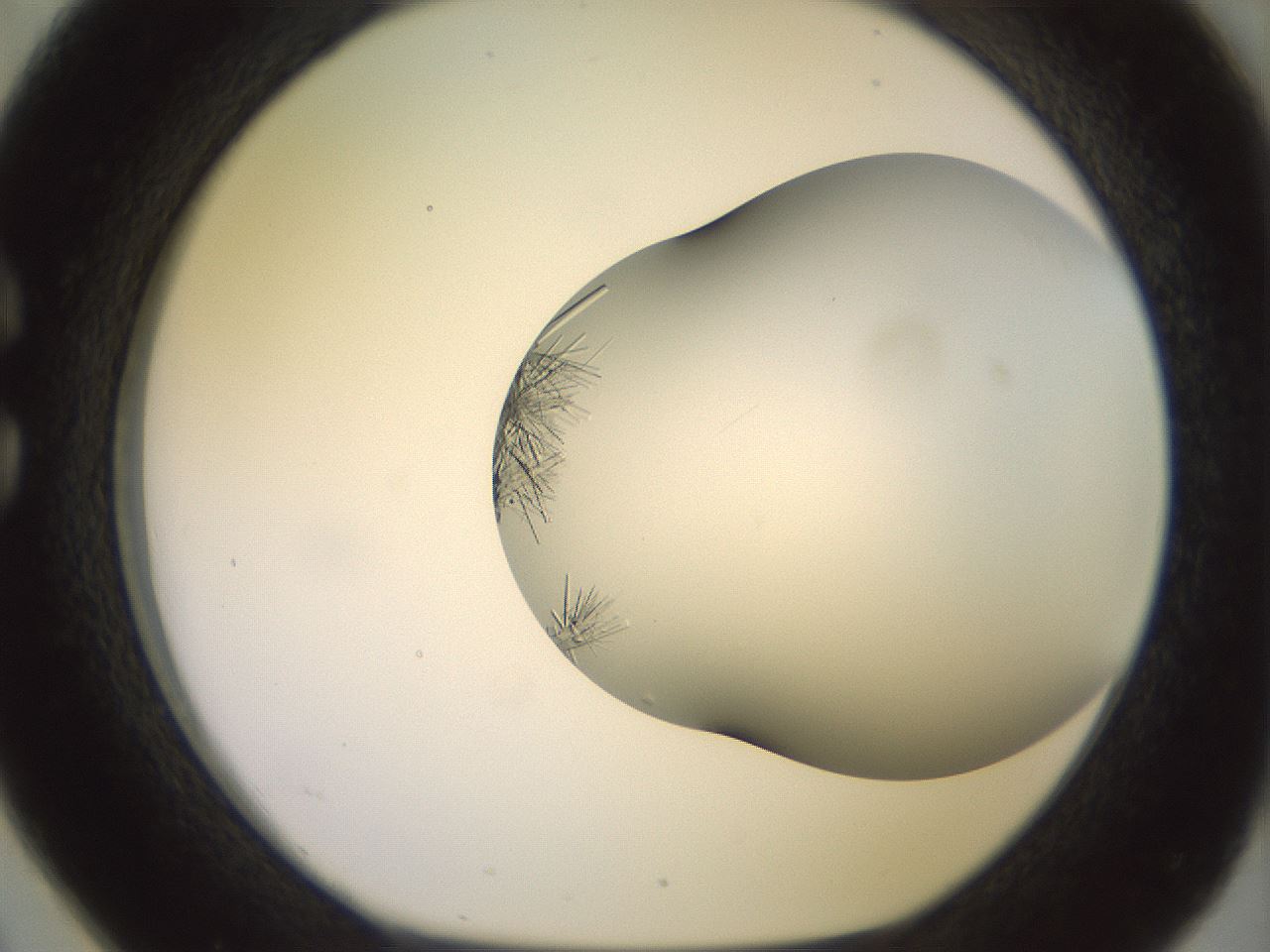 folderID559_plateID2559_batchID12940_wellNum26_profileID1_d1_r195995_ef.jpg
