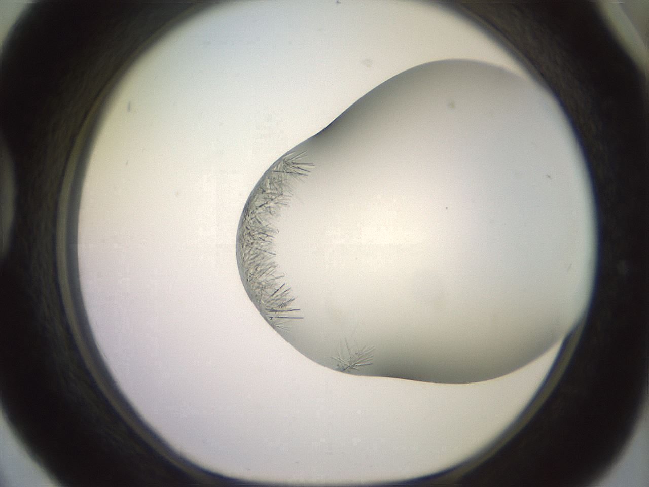 folderID559_plateID2559_batchID12940_wellNum42_profileID1_d1_r196027_ef.jpg
