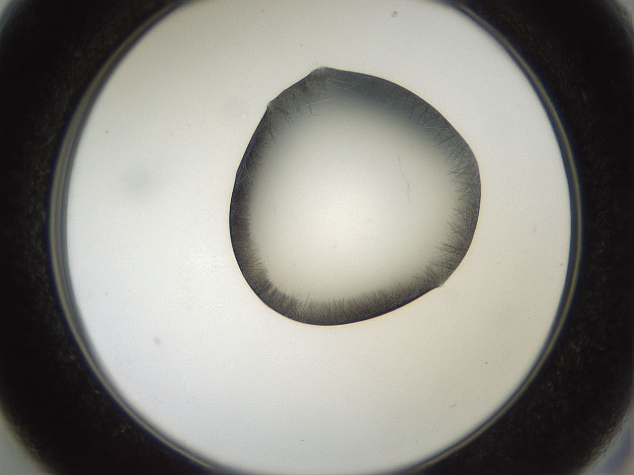 folderID561_plateID2561_batchID12867_wellNum13_profileID1_d2_r195682_ef.jpg