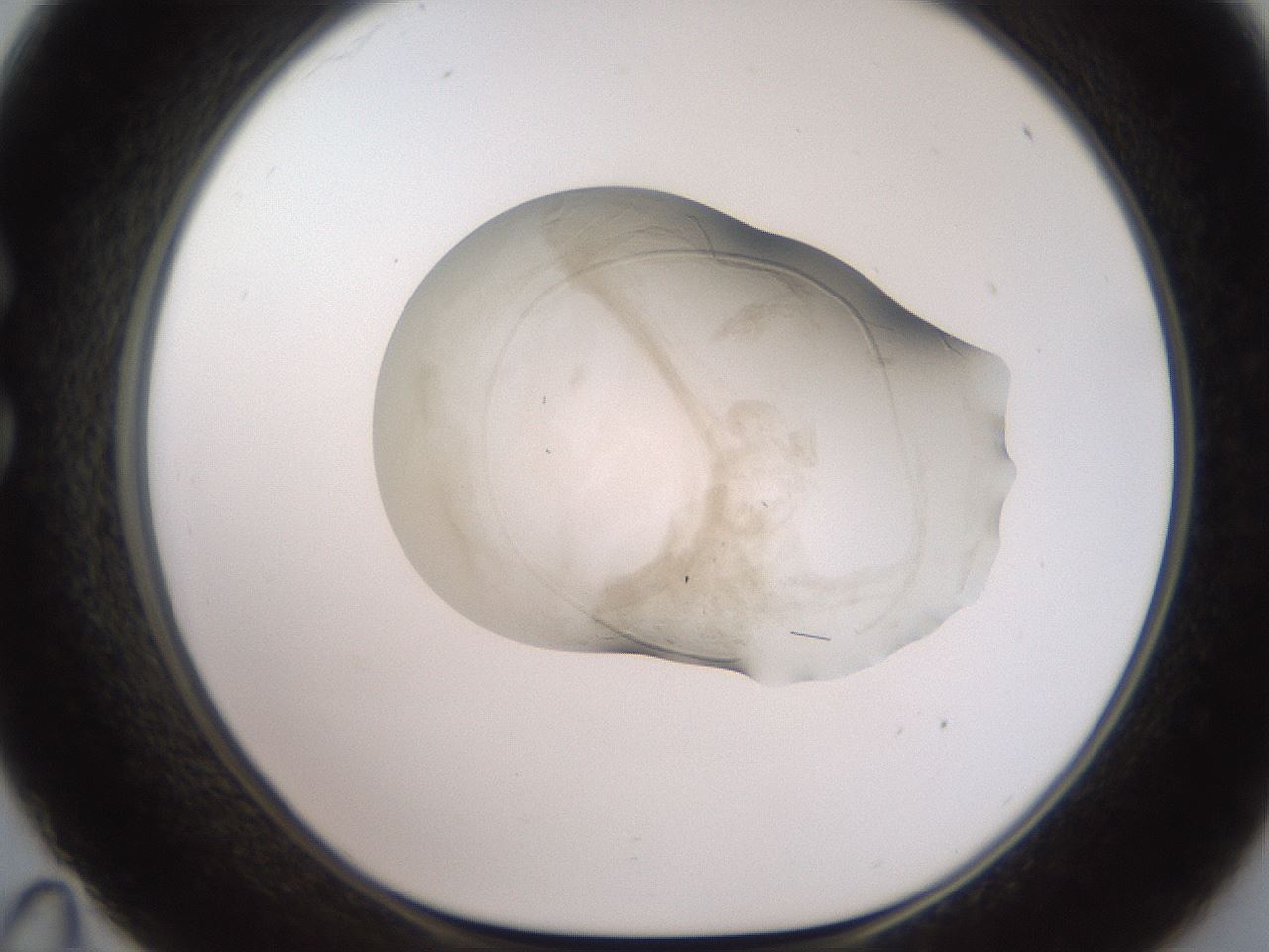 folderID505_plateID2505_batchID12086_wellNum35_profileID1_d1_r188382_ef.jpg