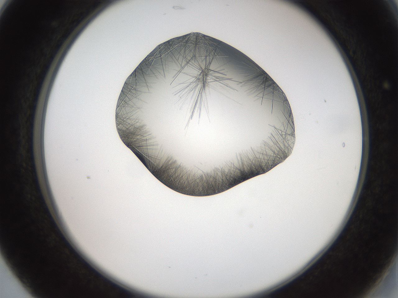 folderID561_plateID2561_batchID12870_wellNum17_profileID1_d2_r195690_ef.jpg