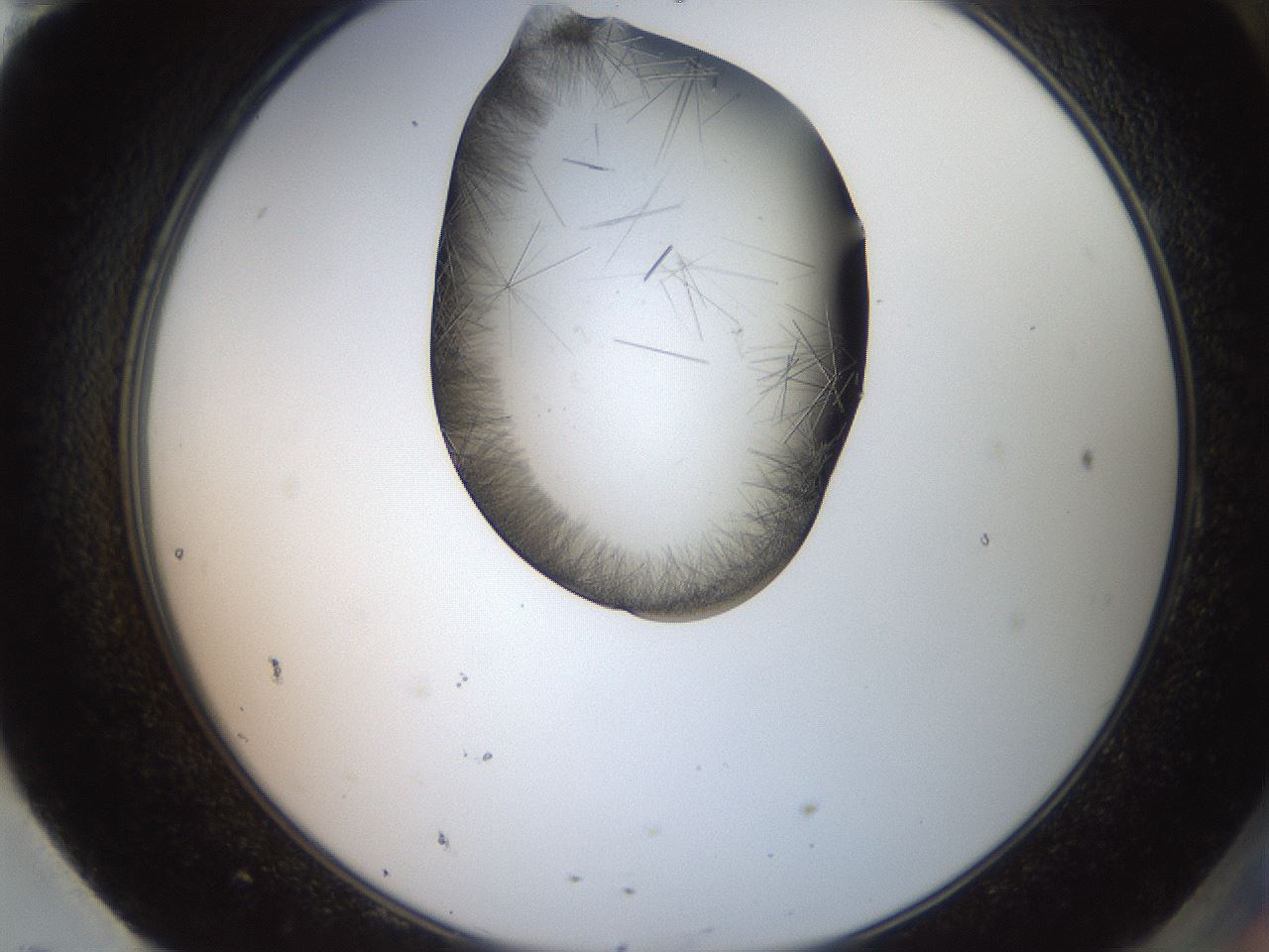 folderID561_plateID2561_batchID12870_wellNum95_profileID1_d2_r195846_ef.jpg