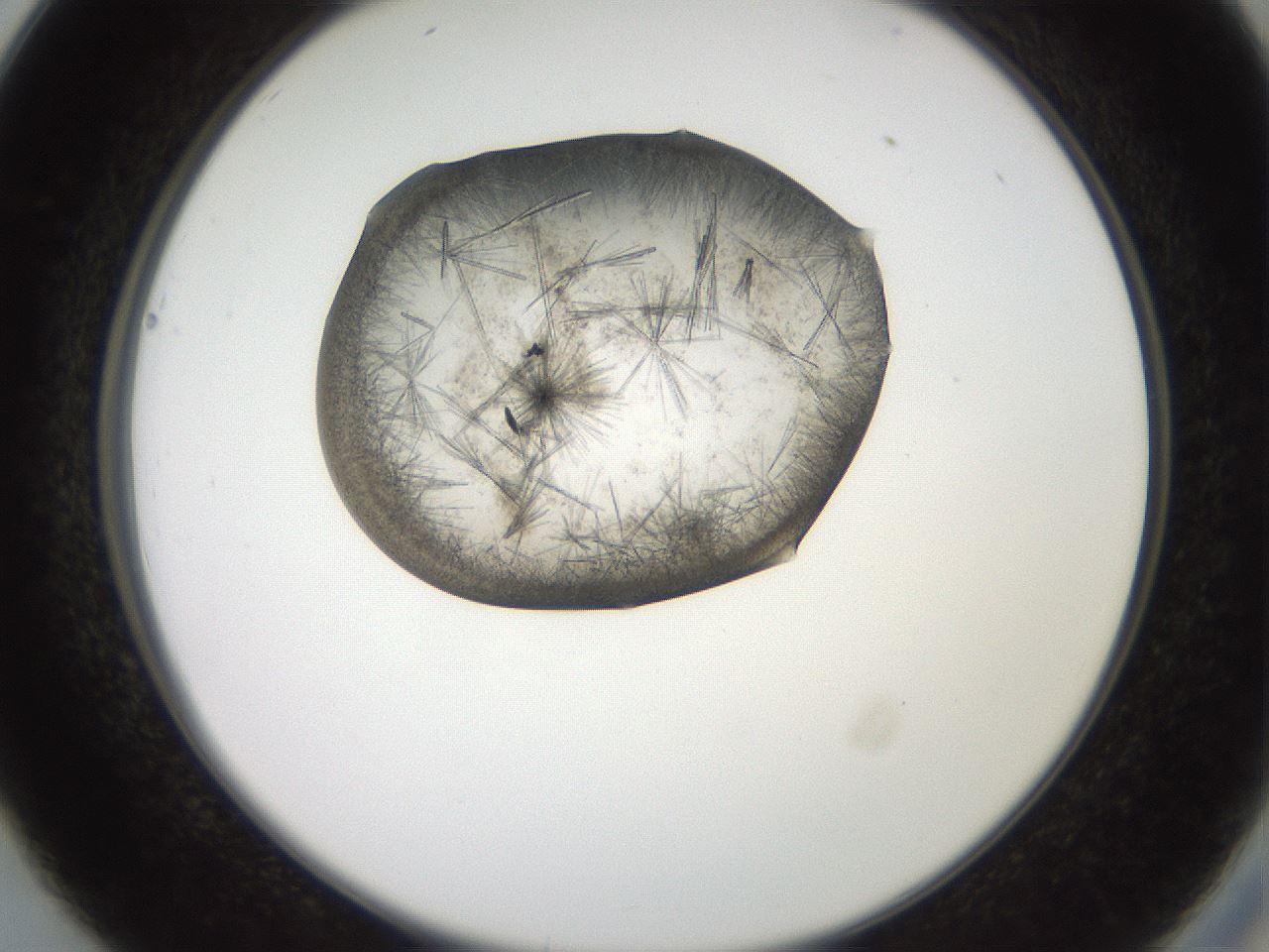 folderID571_plateID2571_batchID12928_wellNum26_profileID1_d2_r196380_ef.jpg