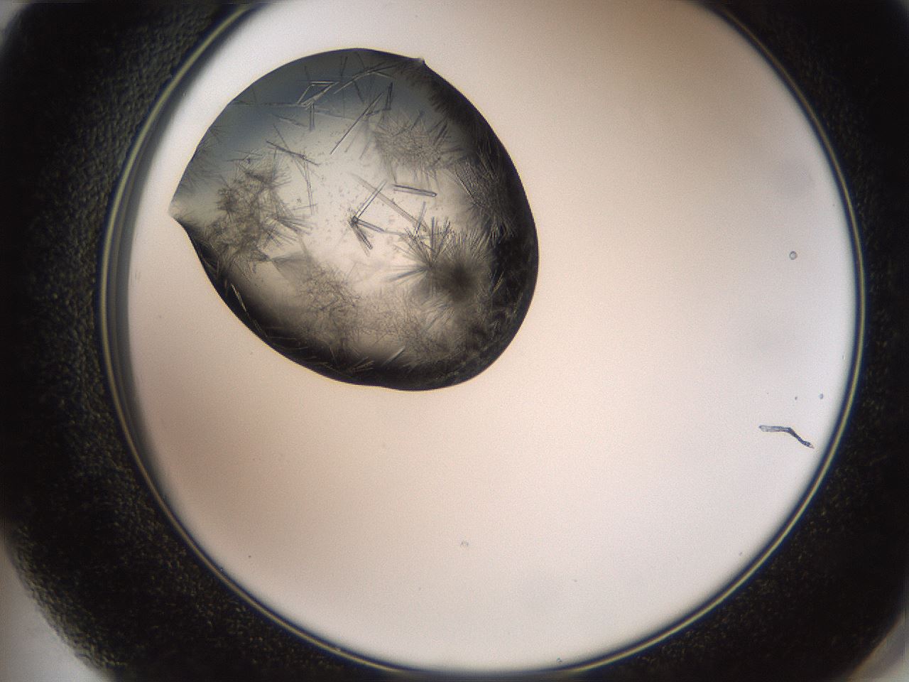 folderID571_plateID2571_batchID13026_wellNum72_profileID1_d2_r196472_ef.jpg