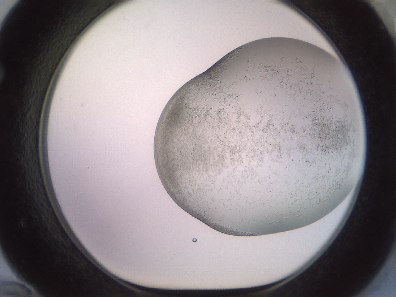 folderID559_plateID2559_batchID12940_wellNum72_profileID1_d1_r196087_ef.jpg