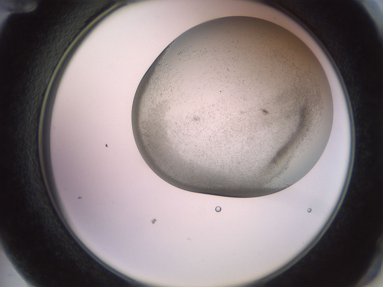 folderID559_plateID2559_batchID12940_wellNum72_profileID1_d2_r196088_ef.jpg