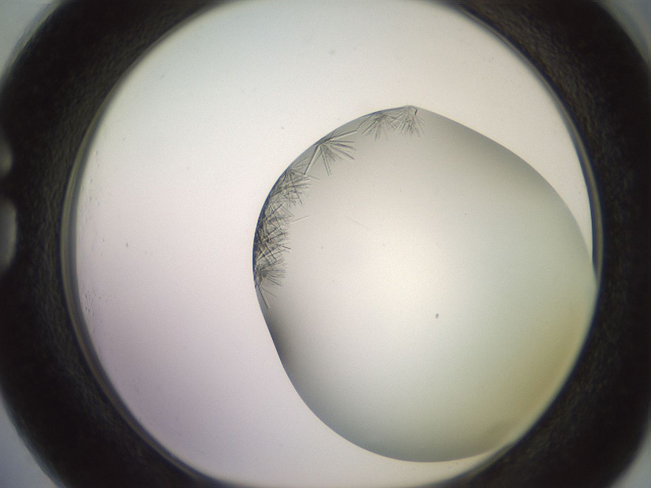 folderID559_plateID2559_batchID12940_wellNum73_profileID1_d1_r196089_ef.jpg