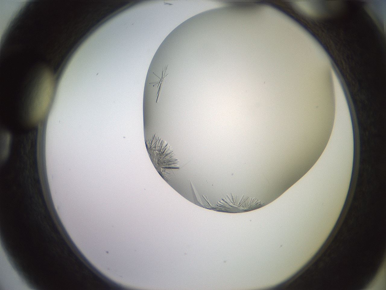 folderID559_plateID2559_batchID12940_wellNum75_profileID1_d1_r196093_ef.jpg