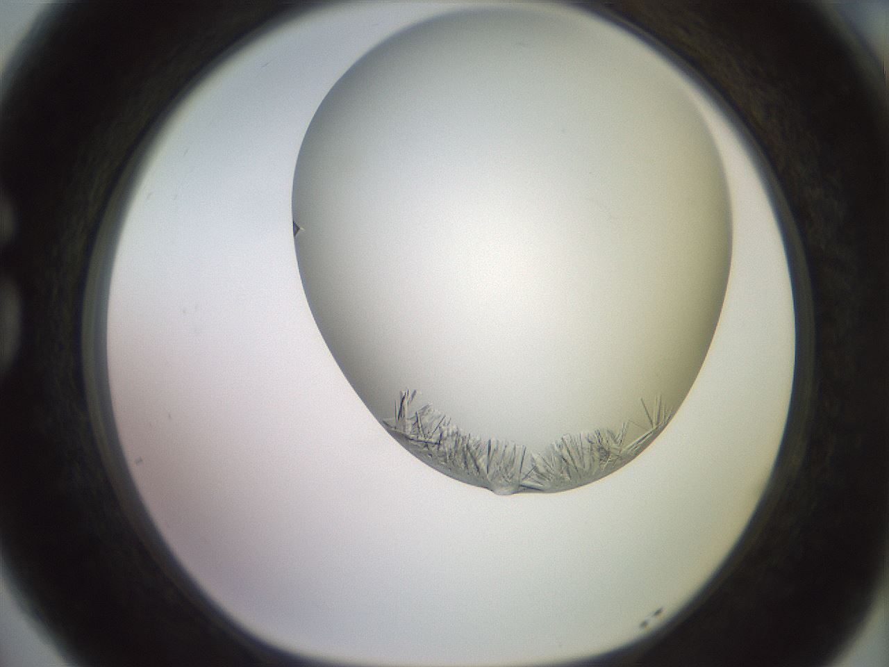 folderID559_plateID2559_batchID12940_wellNum77_profileID1_d1_r196097_ef.jpg