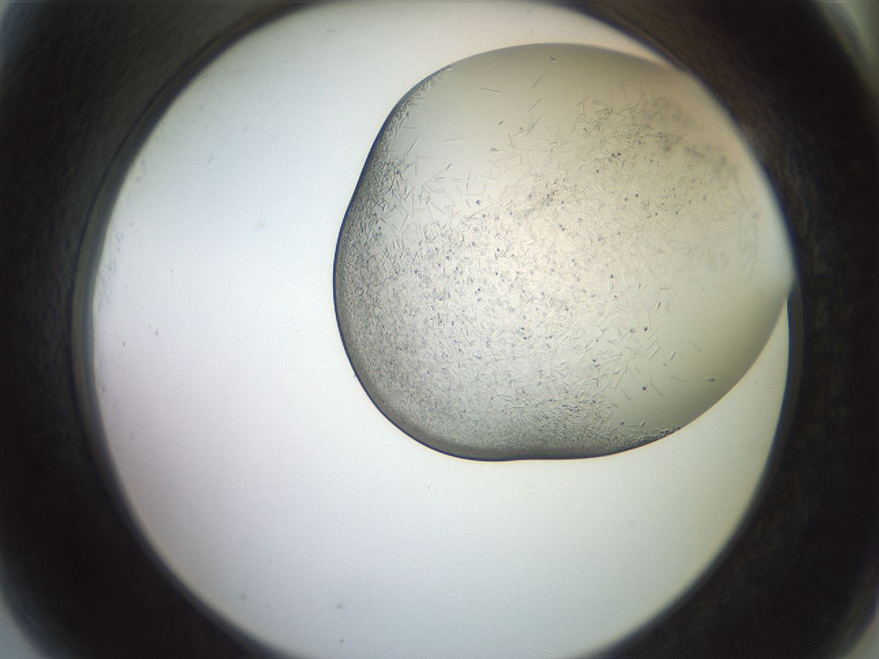folderID559_plateID2559_batchID12940_wellNum81_profileID1_d2_r196106_ef.jpg