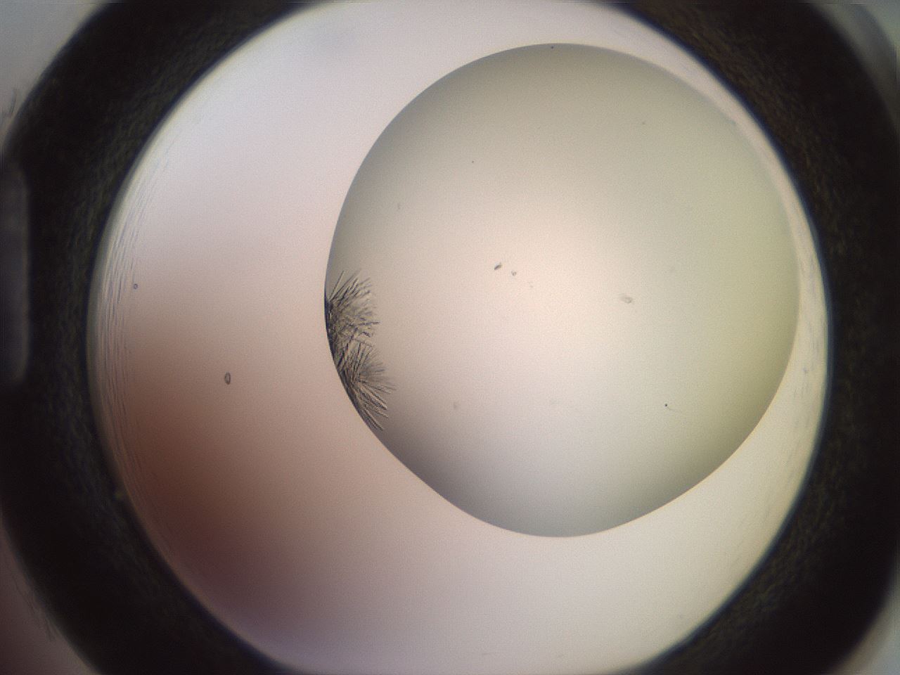 folderID559_plateID2559_batchID12940_wellNum85_profileID1_d1_r196113_ef.jpg
