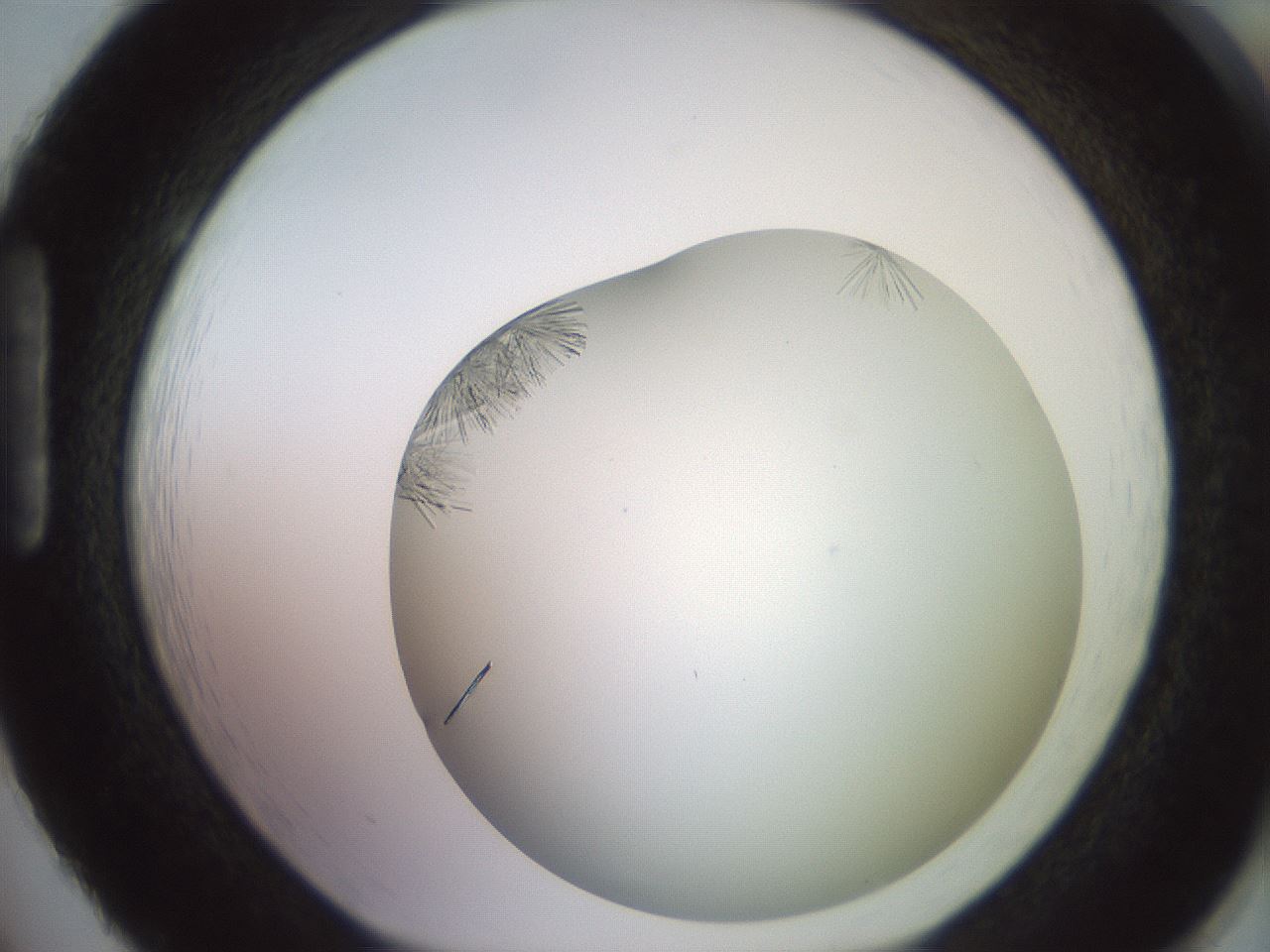 folderID559_plateID2559_batchID12940_wellNum86_profileID1_d1_r196115_ef.jpg