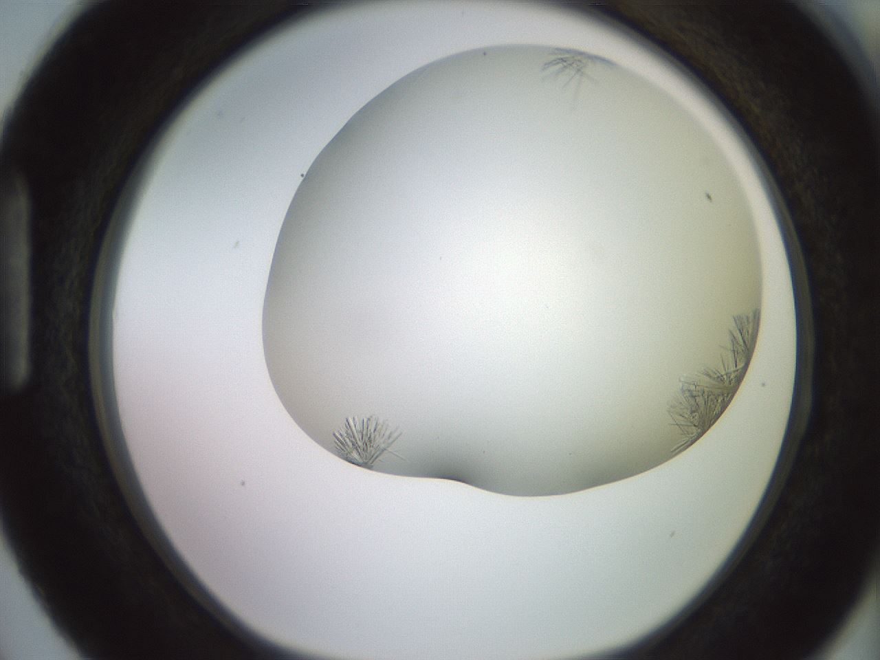 folderID559_plateID2559_batchID12940_wellNum87_profileID1_d1_r196117_ef.jpg