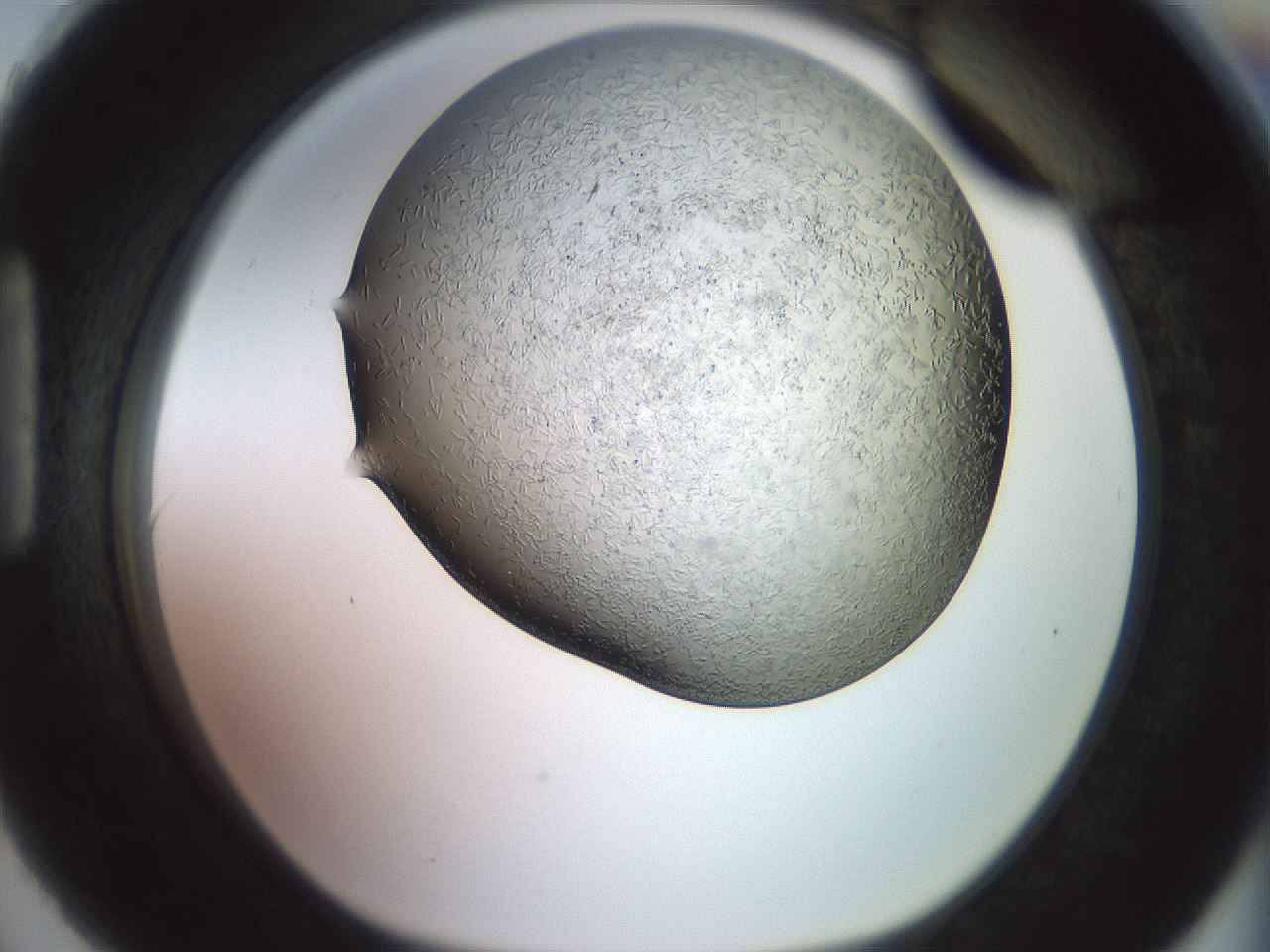 folderID559_plateID2559_batchID12940_wellNum90_profileID1_d1_r196123_ef.jpg