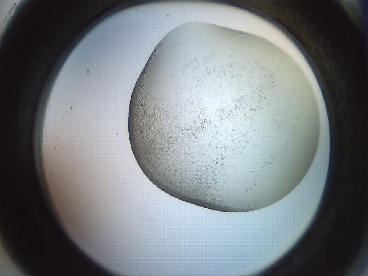 folderID559_plateID2559_batchID12940_wellNum91_profileID1_d2_r196126_ef.jpg