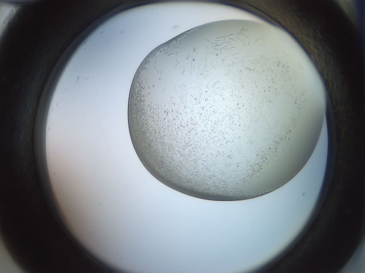 folderID559_plateID2559_batchID12940_wellNum92_profileID1_d2_r196128_ef.jpg
