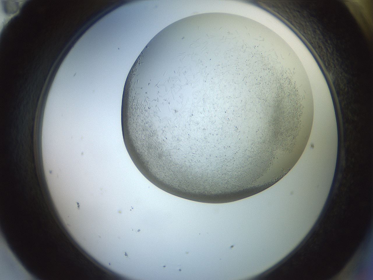 folderID559_plateID2559_batchID12940_wellNum95_profileID1_d2_r196134_ef.jpg