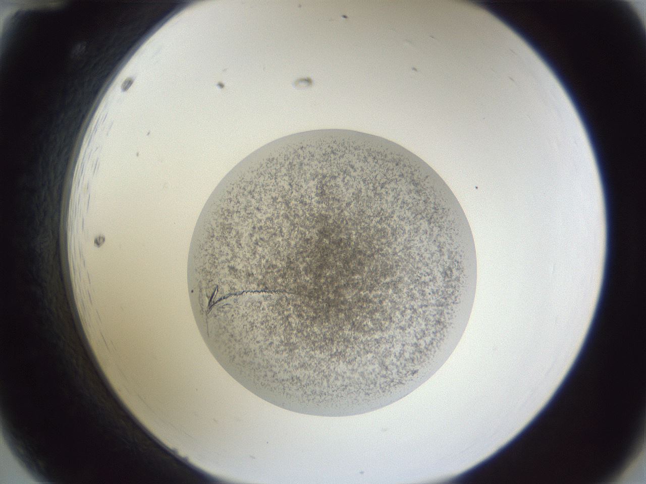 folderID55_plateID1055_batchID2210_wellNum12_profileID1_d2_r47852_ef.jpg