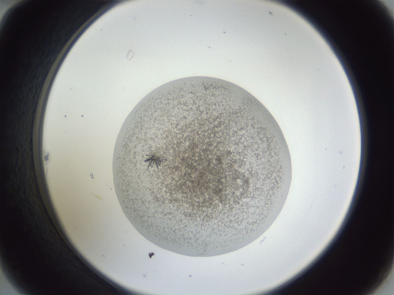 folderID55_plateID1055_batchID2210_wellNum22_profileID1_d2_r47862_ef.jpg