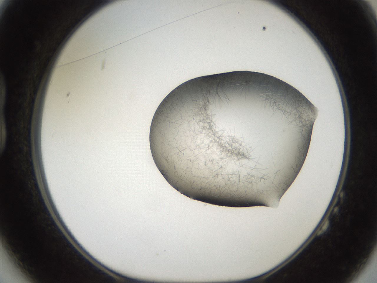 folderID561_plateID2561_batchID12867_wellNum14_profileID1_d1_r195683_ef.jpg