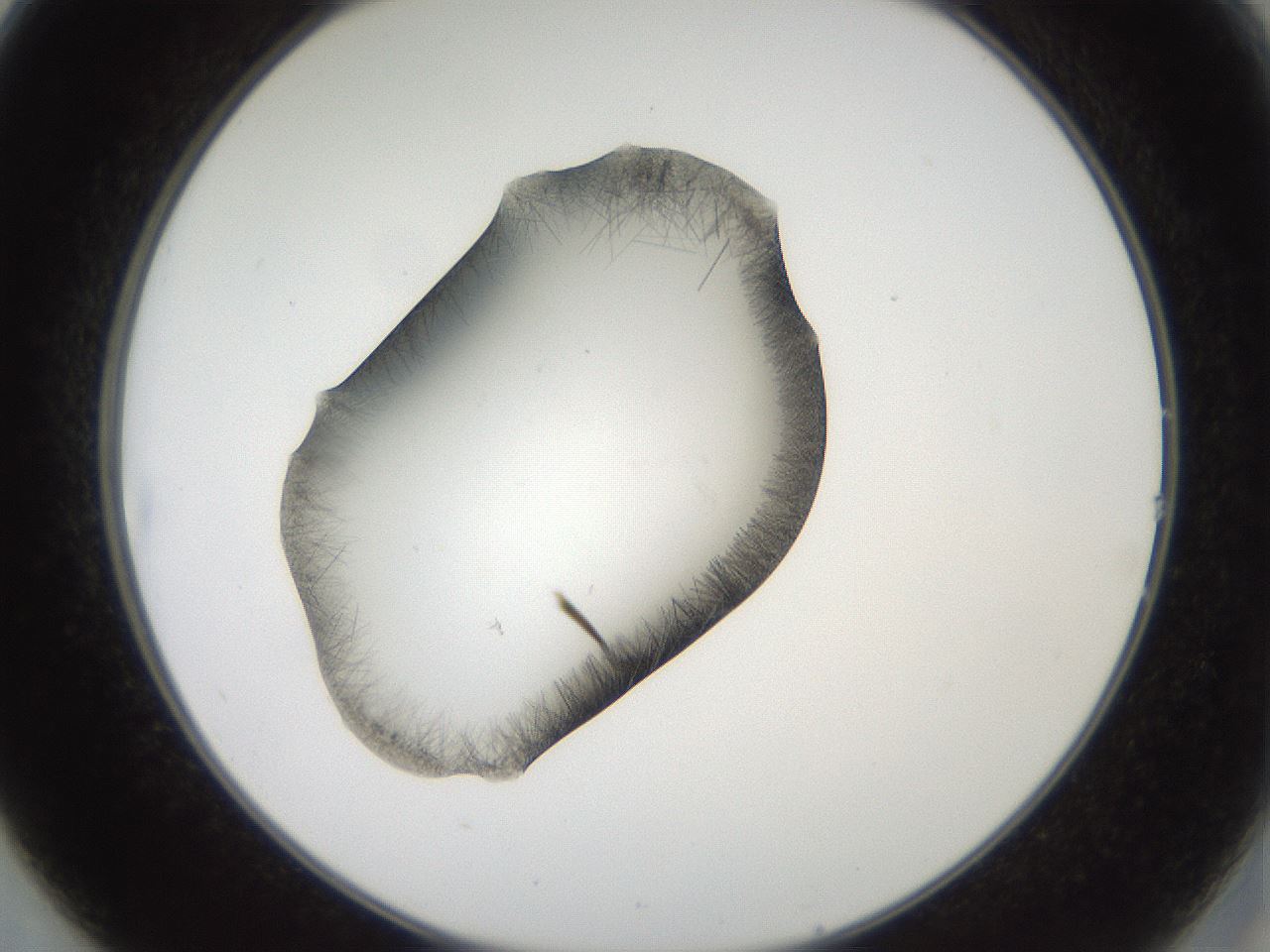 folderID561_plateID2561_batchID12867_wellNum14_profileID1_d2_r195684_ef.jpg