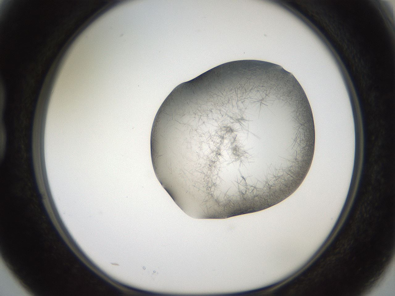 folderID561_plateID2561_batchID12867_wellNum15_profileID1_d1_r195685_ef.jpg