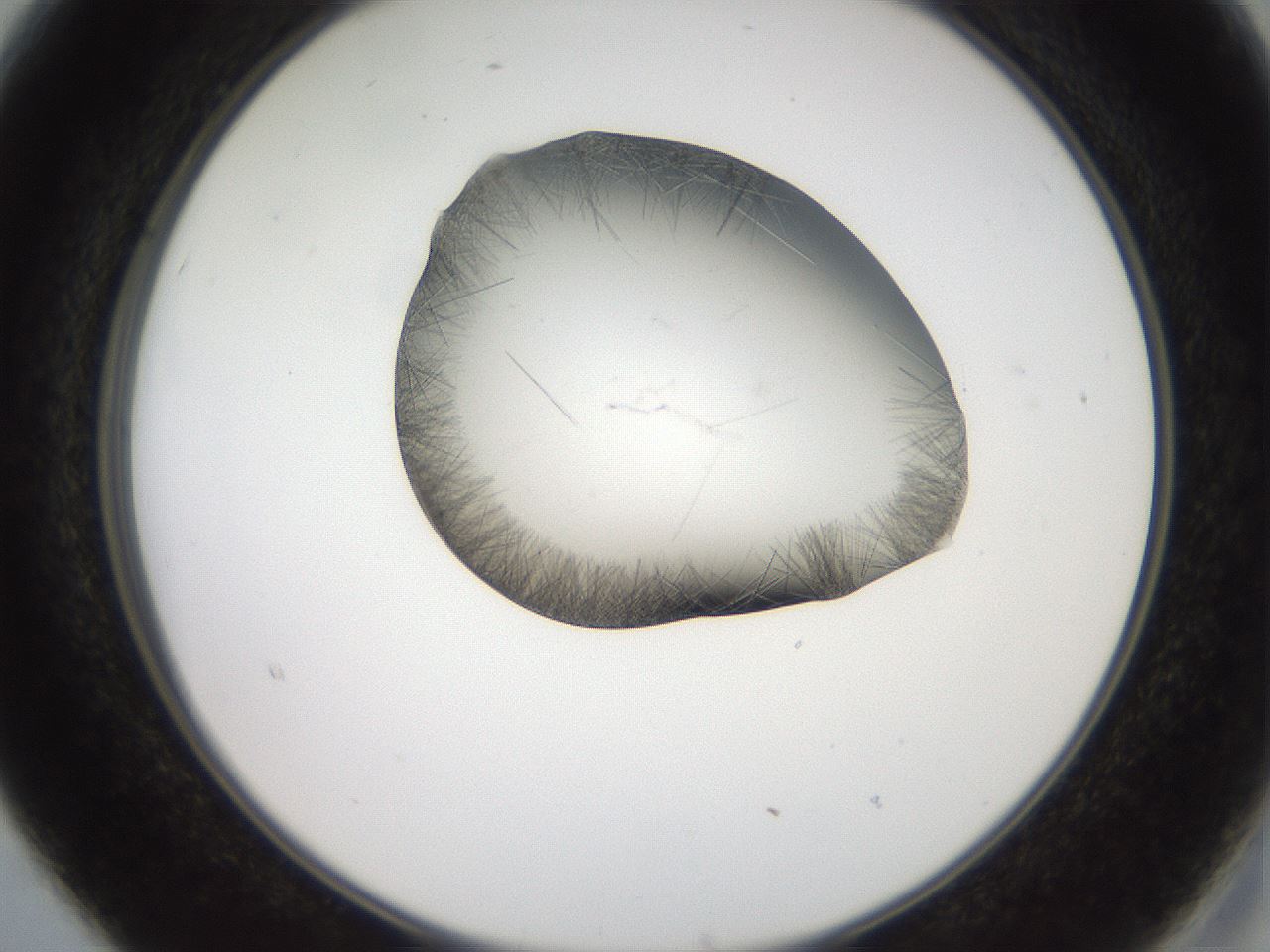 folderID561_plateID2561_batchID12867_wellNum15_profileID1_d2_r195686_ef.jpg