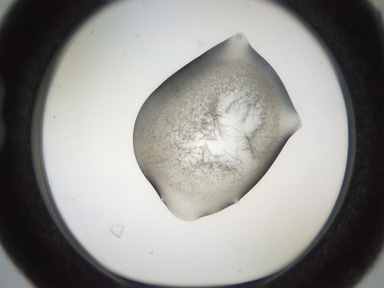 folderID561_plateID2561_batchID12867_wellNum16_profileID1_d1_r195687_ef.jpg