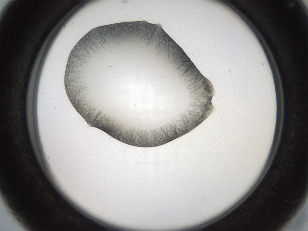folderID561_plateID2561_batchID12867_wellNum16_profileID1_d2_r195688_ef.jpg