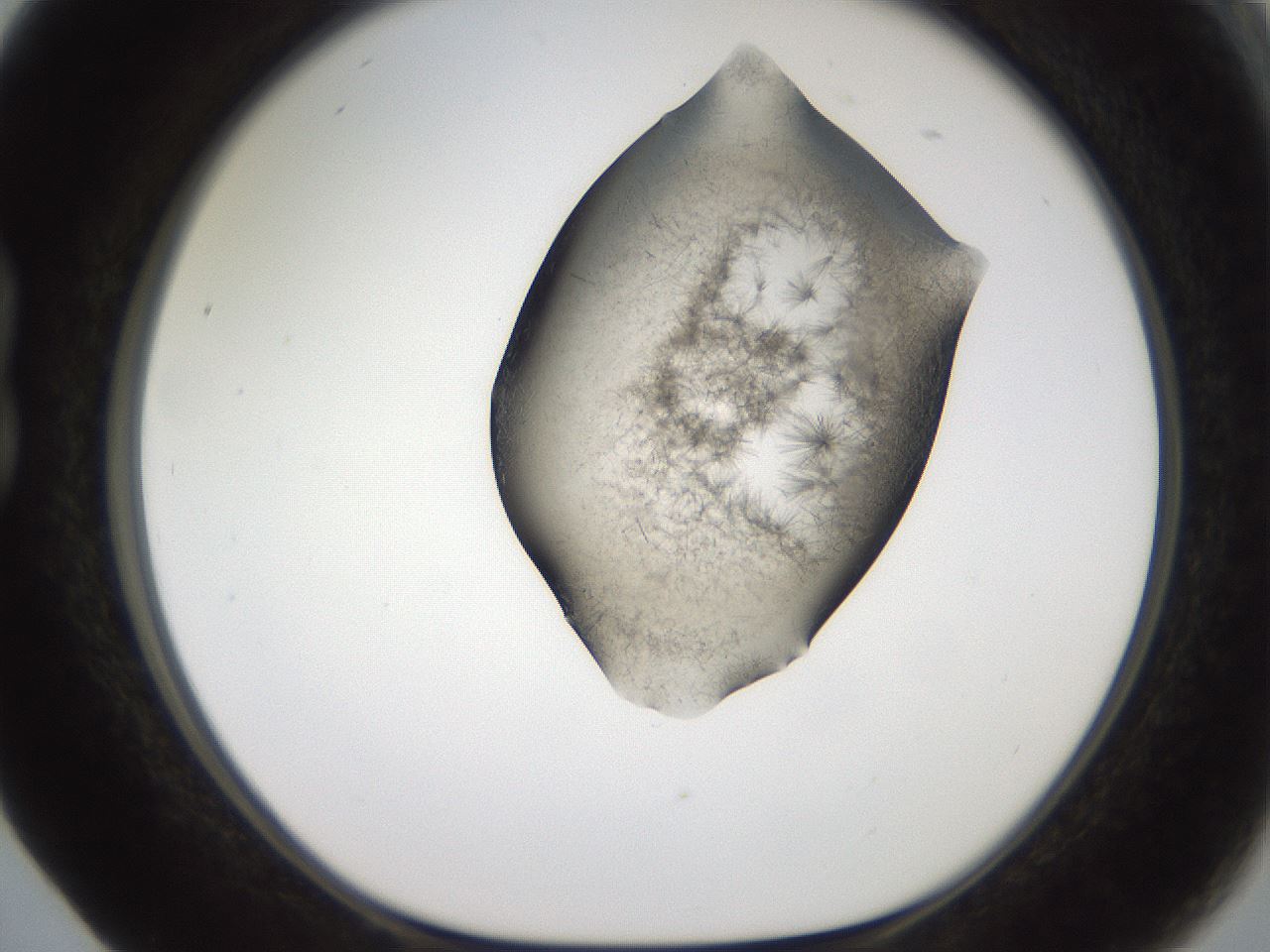 folderID561_plateID2561_batchID12867_wellNum17_profileID1_d1_r195689_ef.jpg