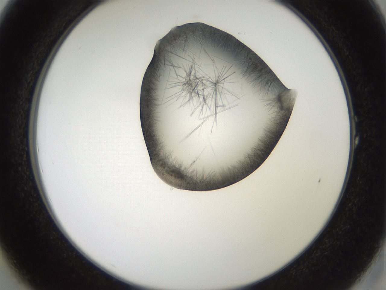 folderID561_plateID2561_batchID12867_wellNum1_profileID1_d2_r195658_ef.jpg