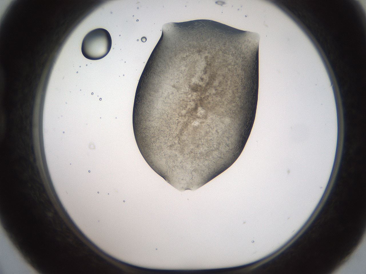folderID561_plateID2561_batchID12867_wellNum21_profileID1_d1_r195697_ef.jpg