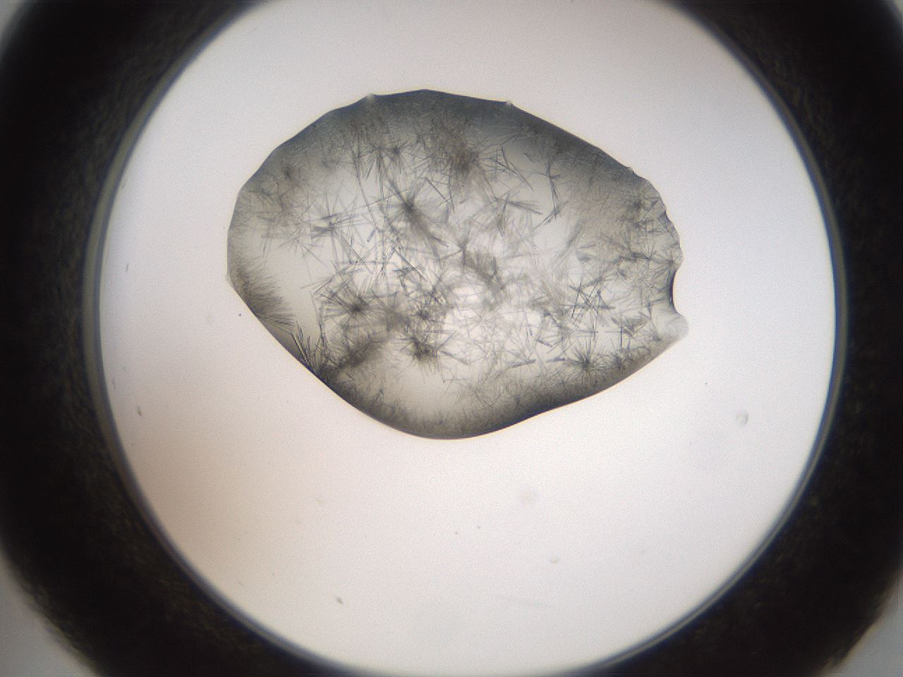 folderID561_plateID2561_batchID12867_wellNum21_profileID1_d2_r195698_ef.jpg