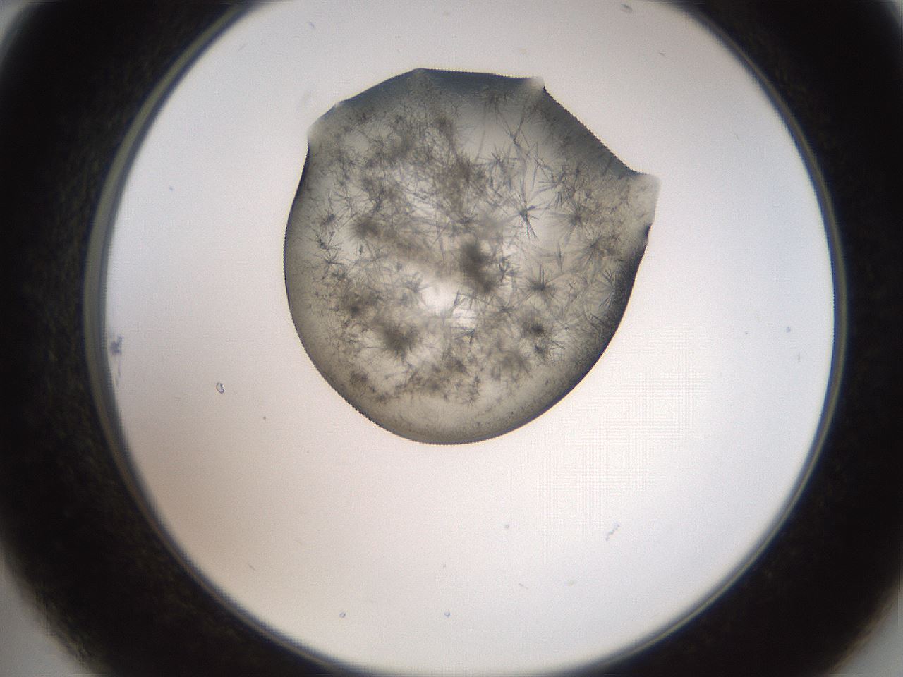 folderID561_plateID2561_batchID12867_wellNum22_profileID1_d2_r195700_ef.jpg