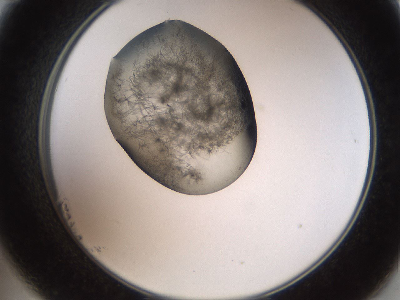 folderID561_plateID2561_batchID12867_wellNum23_profileID1_d2_r195702_ef.jpg