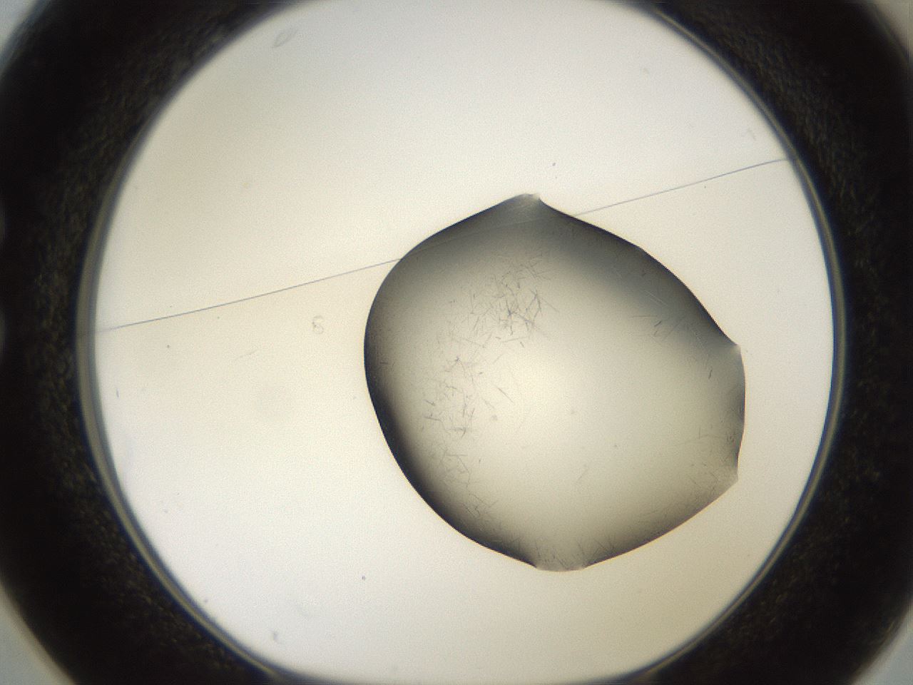 folderID561_plateID2561_batchID12867_wellNum25_profileID1_d1_r195705_ef.jpg