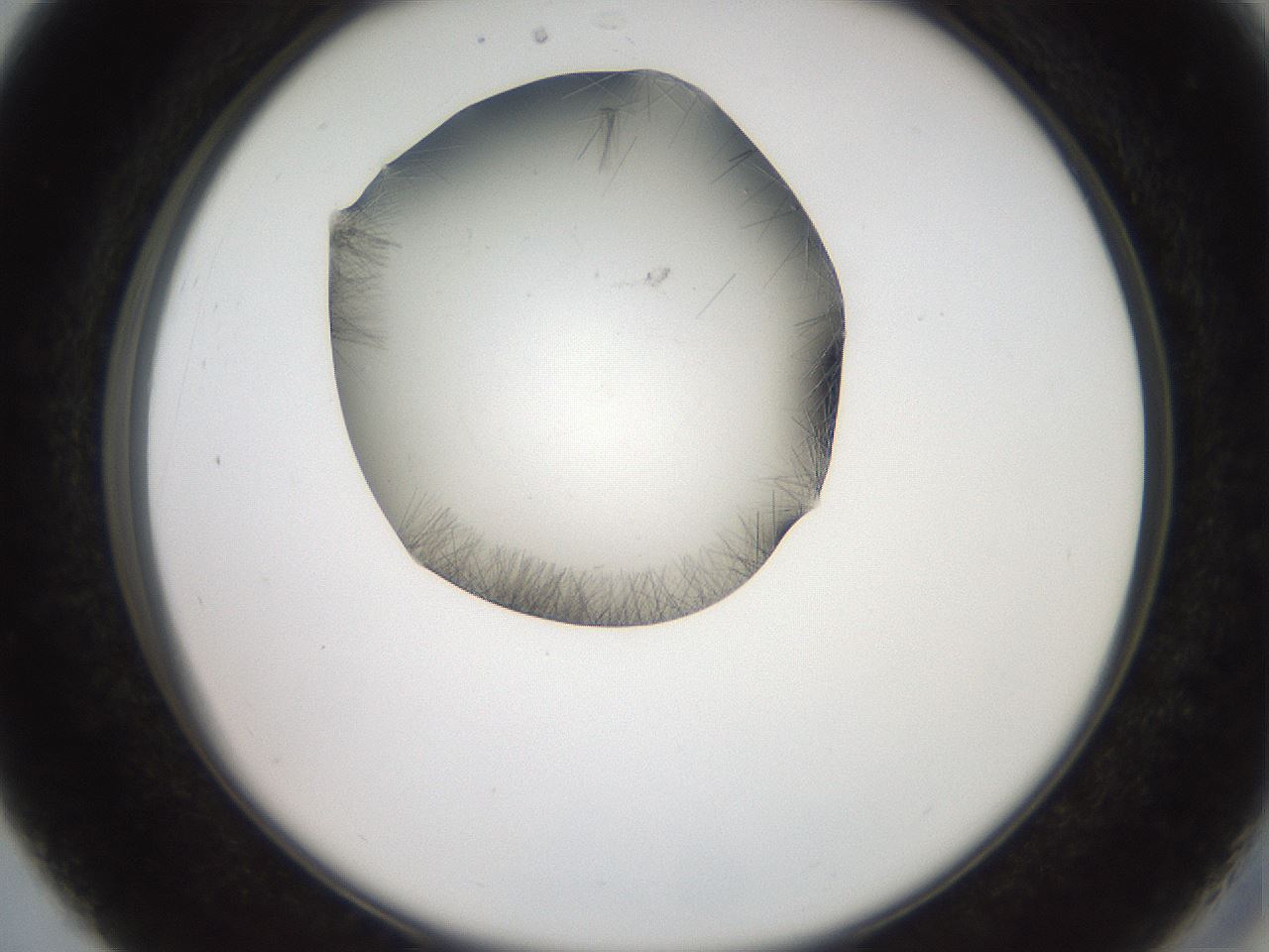 folderID561_plateID2561_batchID12867_wellNum27_profileID1_d2_r195710_ef.jpg