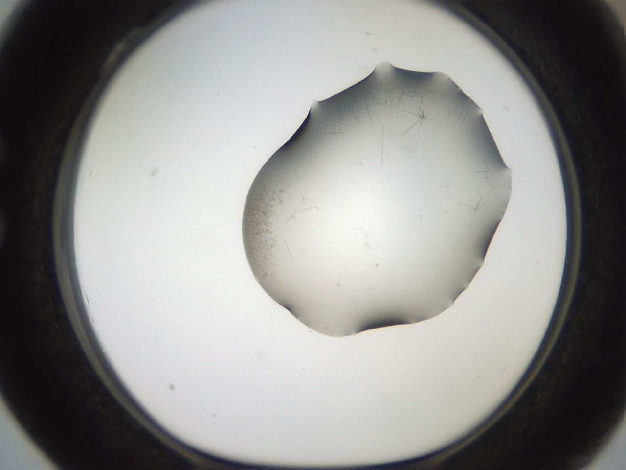 folderID561_plateID2561_batchID12867_wellNum28_profileID1_d1_r195711_ef.jpg