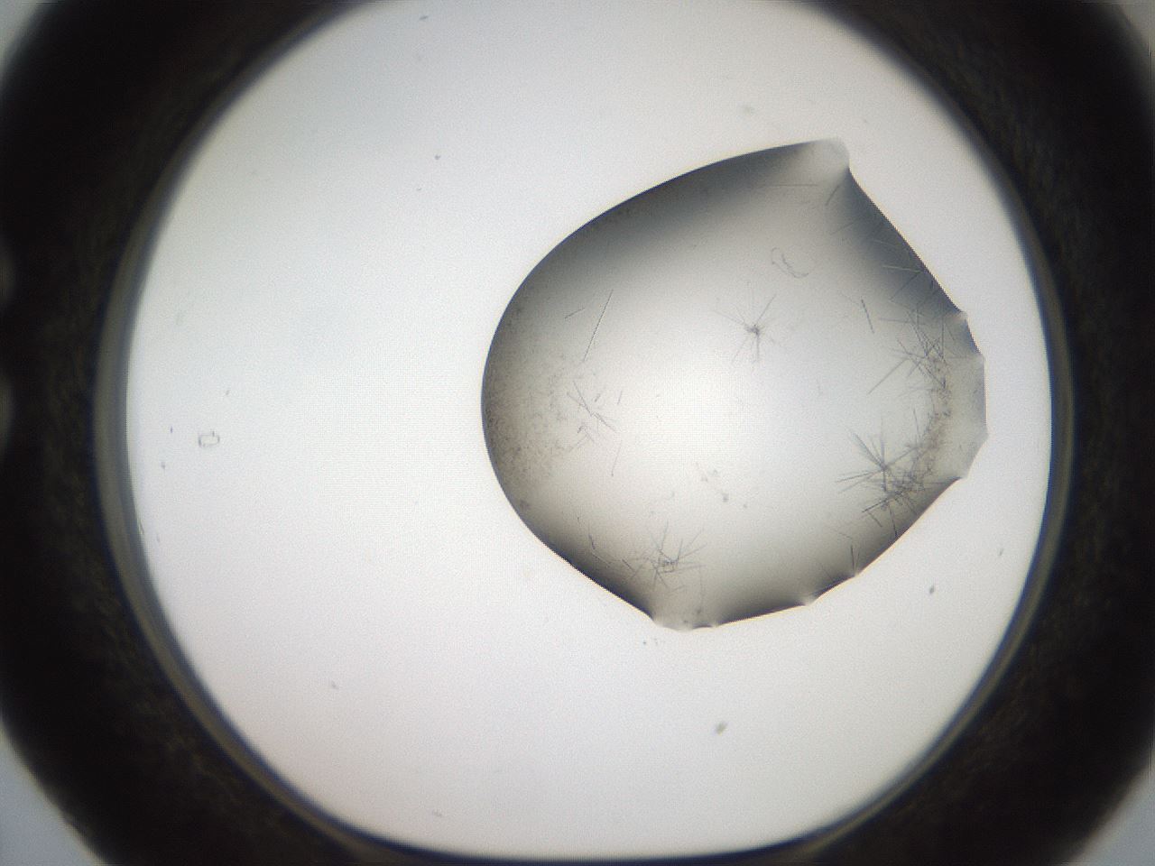 folderID561_plateID2561_batchID12867_wellNum29_profileID1_d1_r195713_ef.jpg