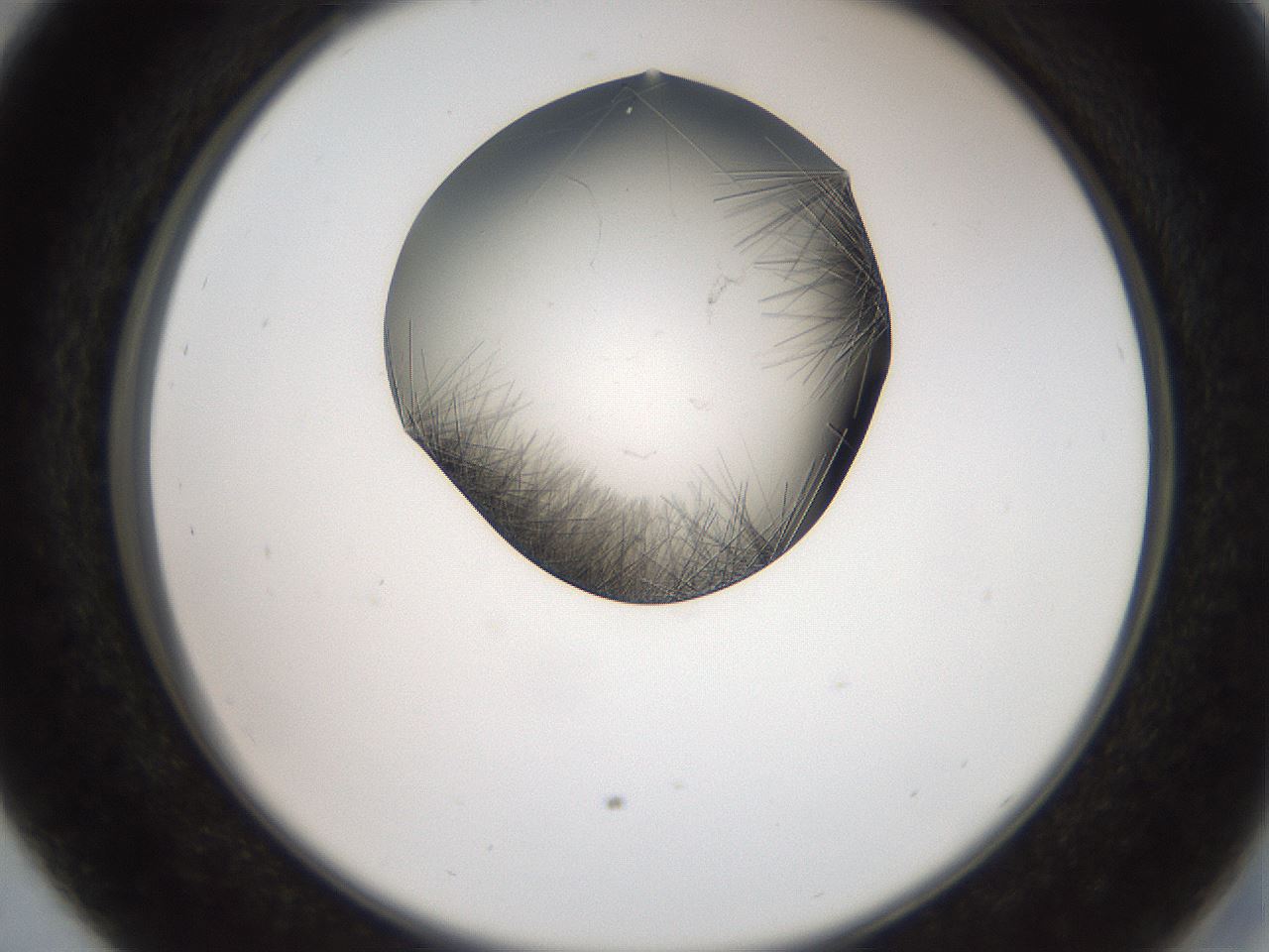 folderID561_plateID2561_batchID12867_wellNum29_profileID1_d2_r195714_ef.jpg