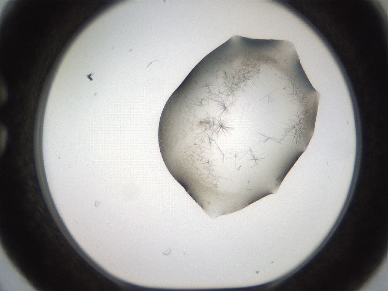 folderID561_plateID2561_batchID12867_wellNum30_profileID1_d1_r195715_ef.jpg